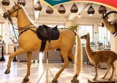 کارگاه تاکسیدرمی