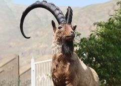 موزه حیات وحش  9