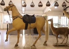 کارگاه تاکسیدرمی 4